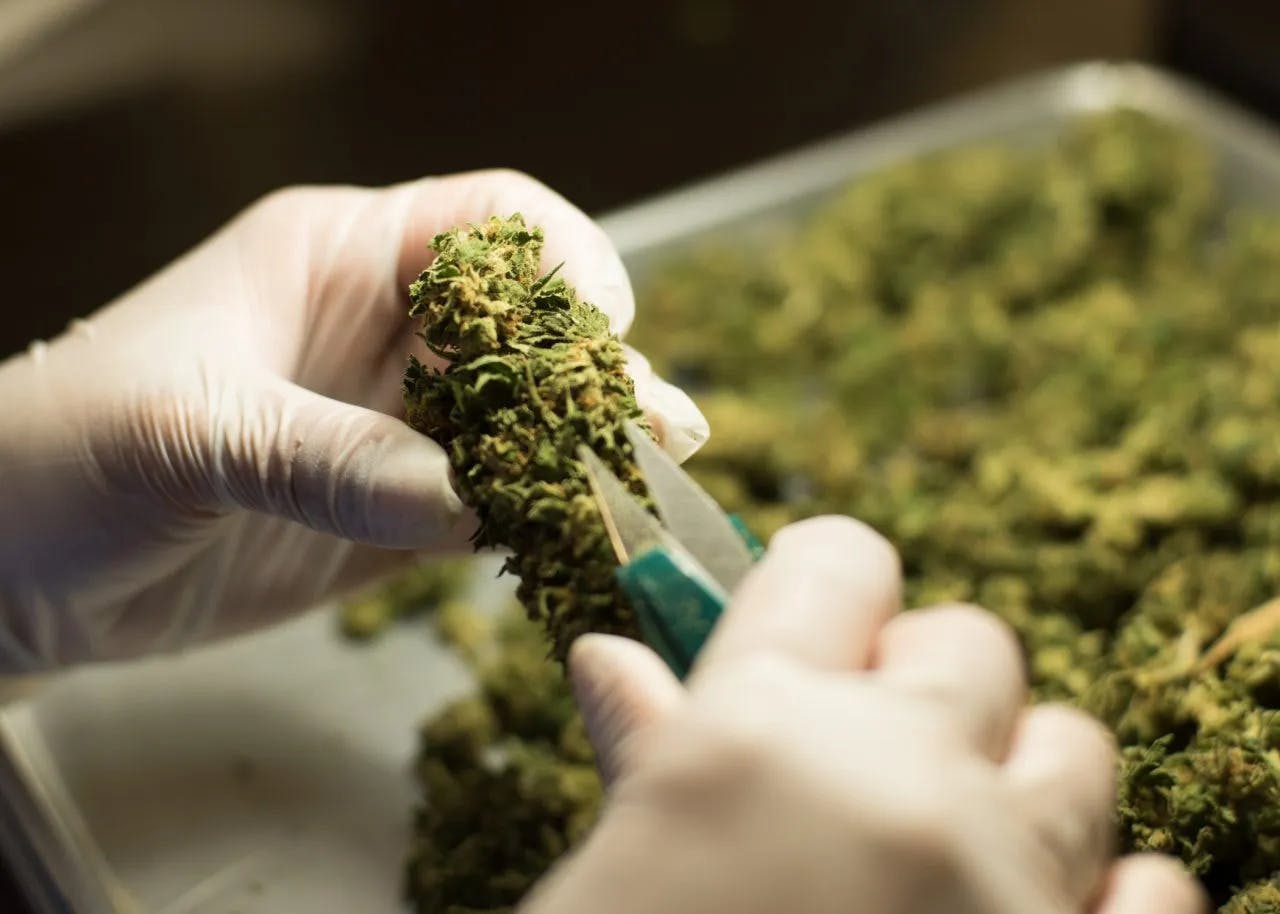 Kind Love Brand - Kind Love | Grape Dosi Shake | Ground | 28g - 1