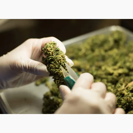 Kind Love Brand - Kind Love | Grape Dosi | Big Buds | 3.5g - 1