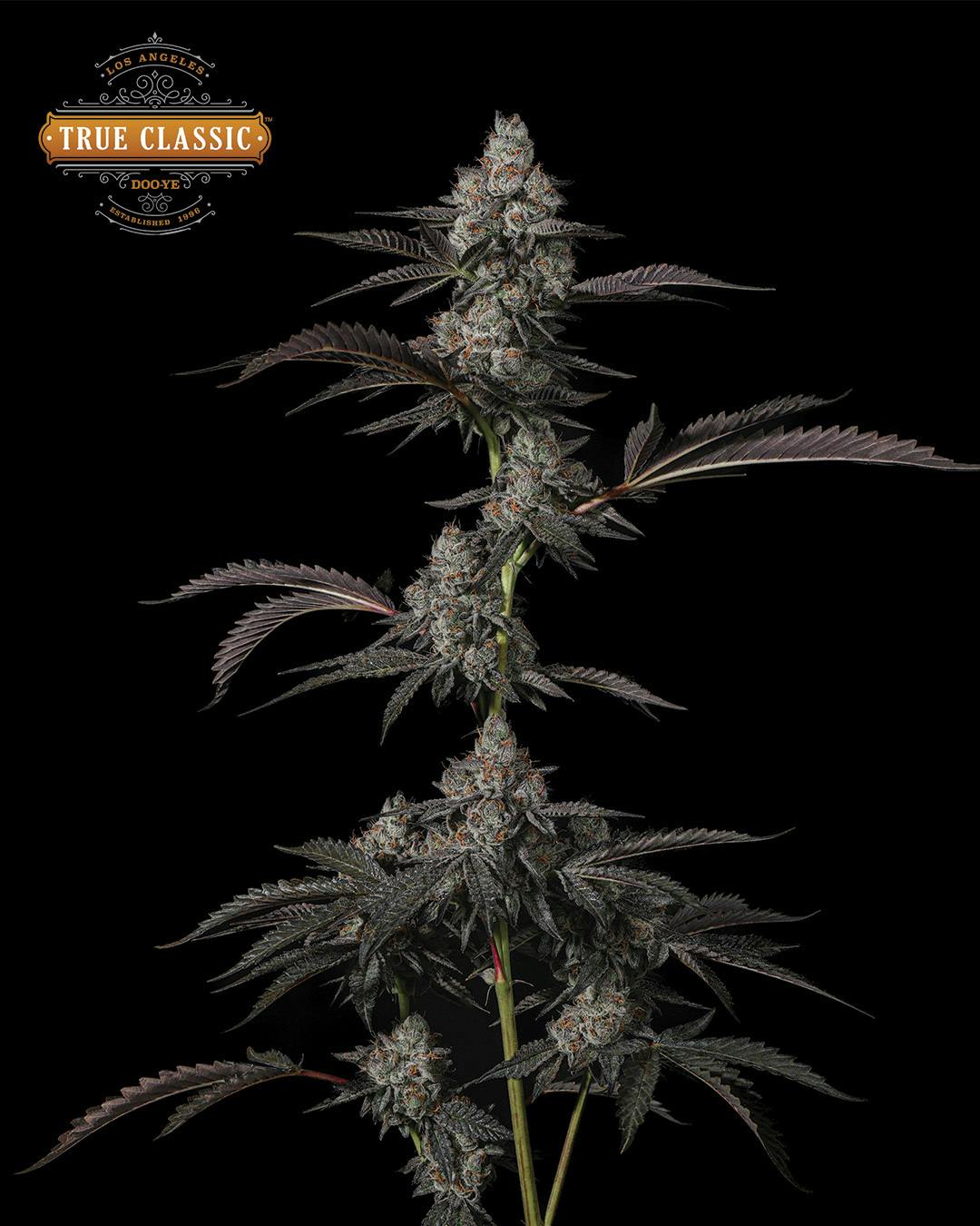 True Classic OG - True Classic DOO-YE - 1/8th Jar - 1