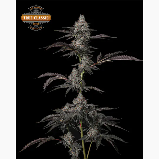 True Classic OG - True Classic DOO-YE - 1/2 oz bag - 1