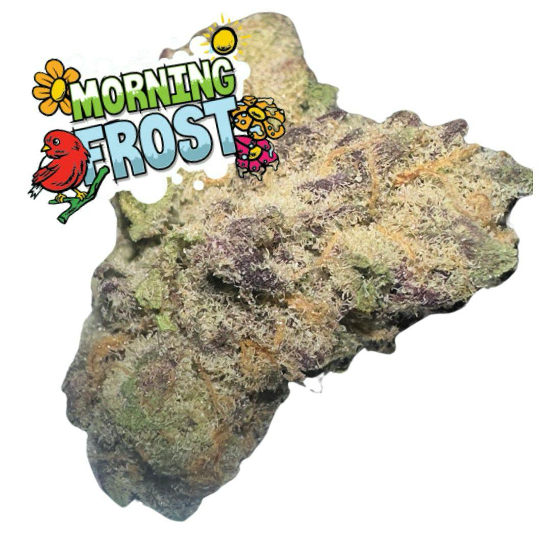 Black Rain - Black Rain | Morning Frost | Flower - 1