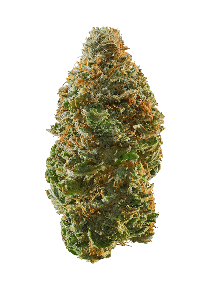 Pamolab - Pamolab | Platinum Garlic | Big Buds | 3.5g - 1