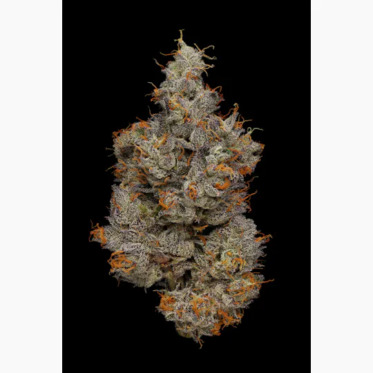 PHASES - Phases | Retrograde | Frosted Fade | Big Buds | 3.5g - 1