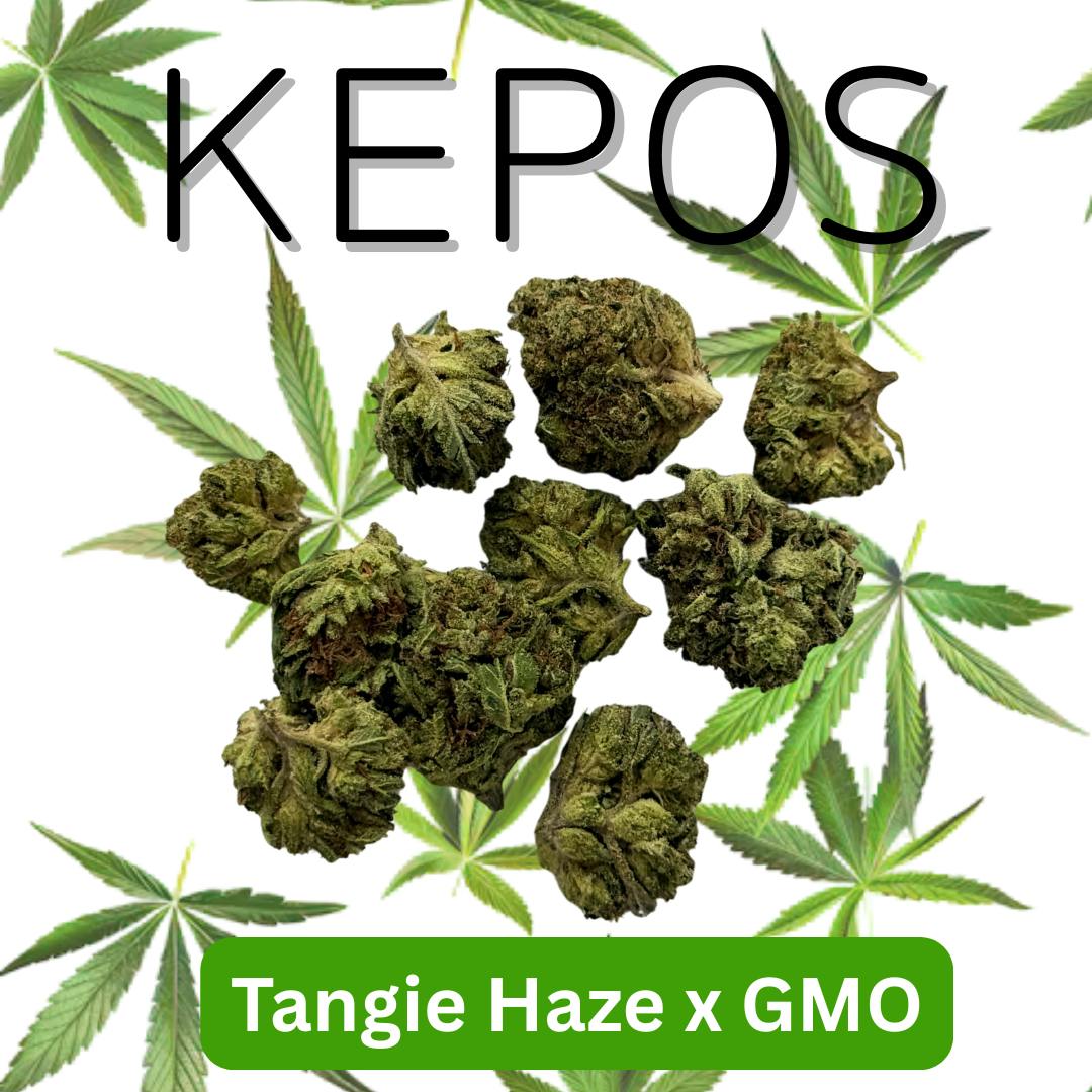 KEPOS - Kepos - Tangie Haze x GMO 14G - PREMIUM FLOWERS - 1