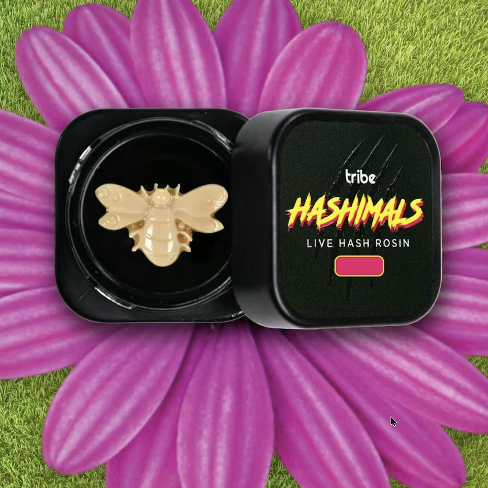 Tribe - Tribe | Chronic Berries OG | Bumble Bee Hashimals | 1g - 1