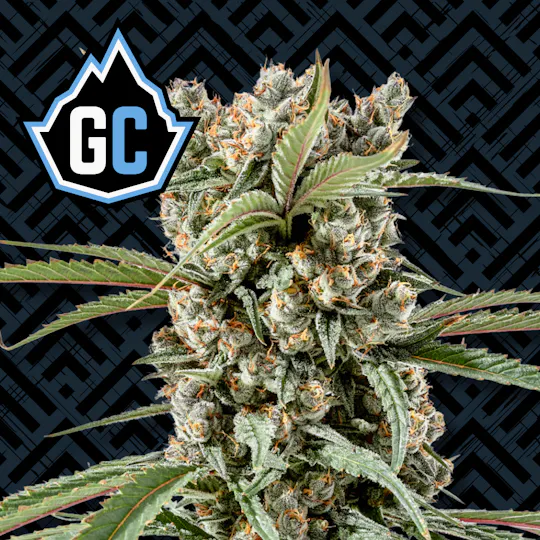 Glacier Cannabis - Glacier Cannabis | Blueberry Muffin | Bulk Flower - 1