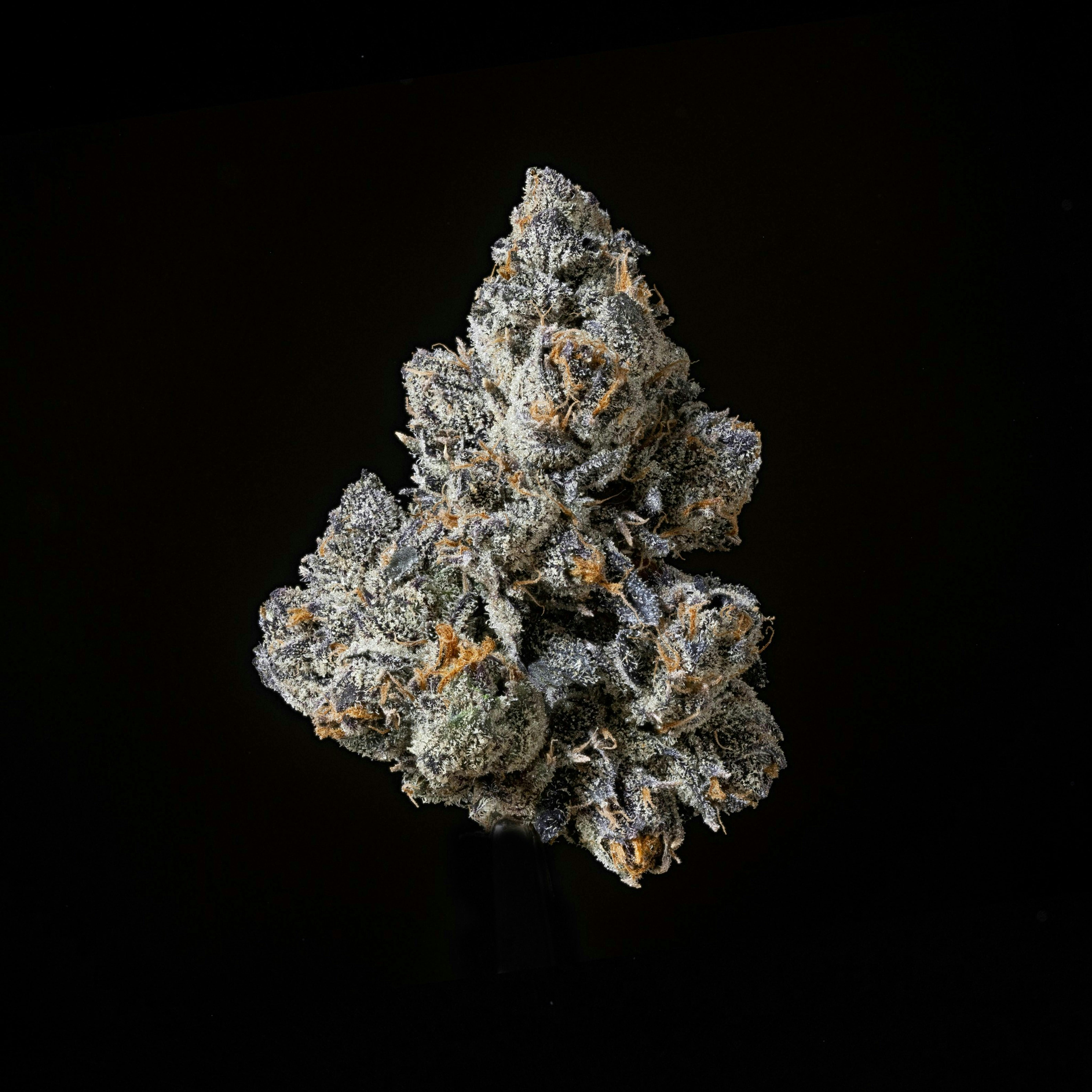 Sticky Status - Sticky Status | Cherry Pie | Big Buds | 3.5g - 1