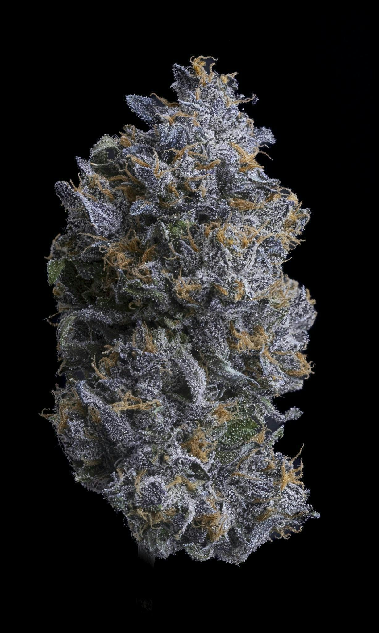 Sticky Status - Sticky Status | Bubblegum Runtz | Big Buds | 3.5g - 1
