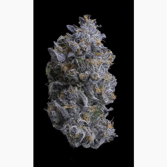 Sticky Status - Sticky Status | Bubblegum Runtz | Big Buds | 3.5g - 1