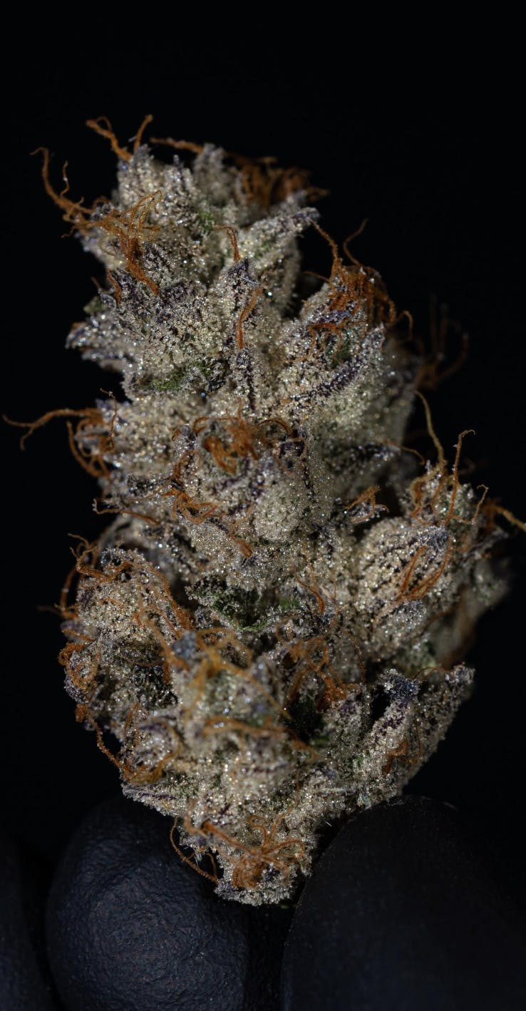 Oklahoma Outlawz - Oklahoma Outlawz | Skunkpiss | Big Buds | 28g - 1