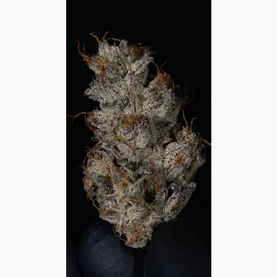 Oklahoma Outlawz - Oklahoma Outlawz | Skunkpiss | Big Buds | 3.5g - 1