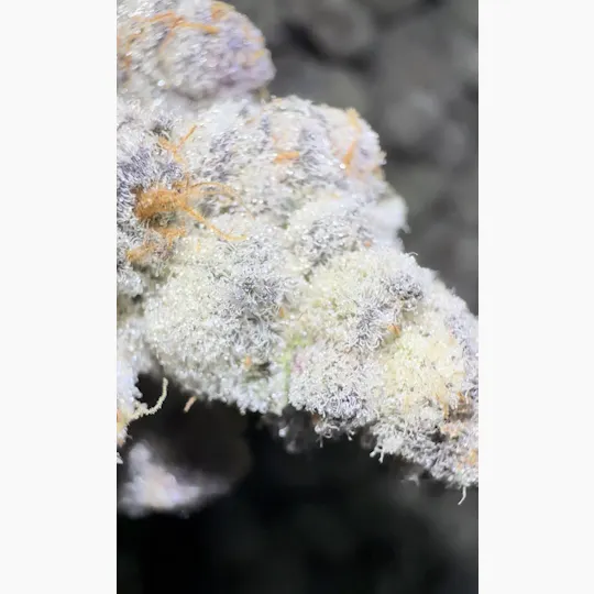 Oklahoma Outlawz - Oklahoma Outlawz | Darryl Strawberry | Smalls | 7g - 1