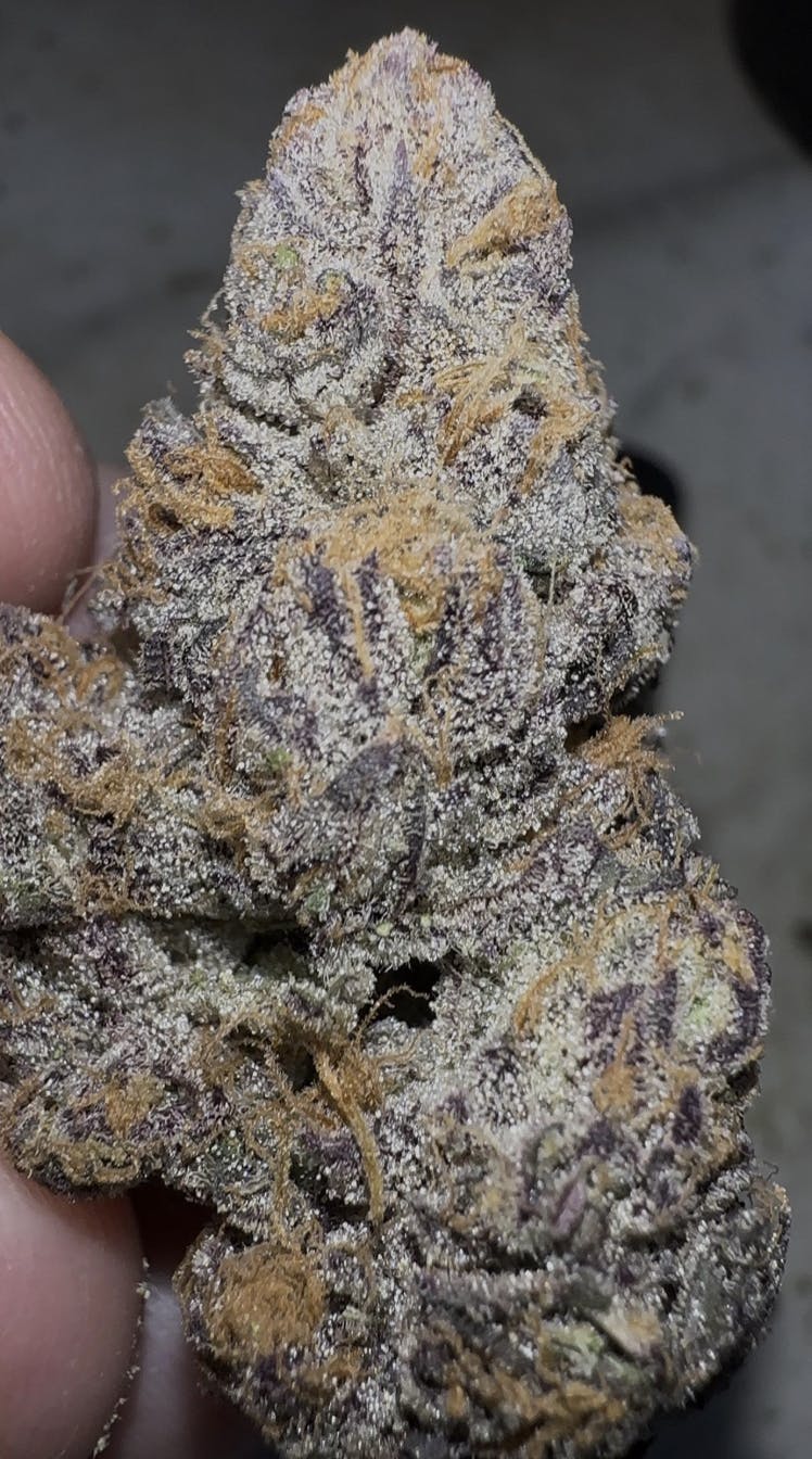 Oklahoma Outlawz - Oklahoma Outlawz | D-Lish | Big Buds | 28g - 1