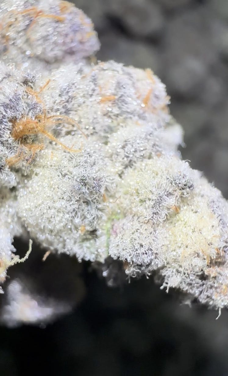 Oklahoma Outlawz - Oklahoma Outlawz | Darryl Strawberry | Big Buds | 3.5g - 1