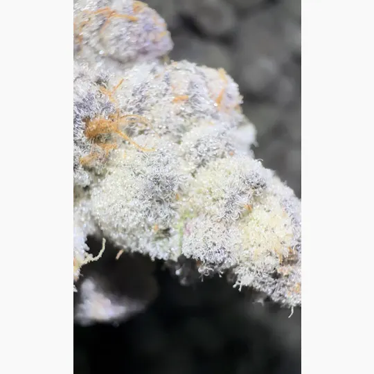 Oklahoma Outlawz - Oklahoma Outlawz | Darryl Strawberry | Big Buds | 3.5g - 1