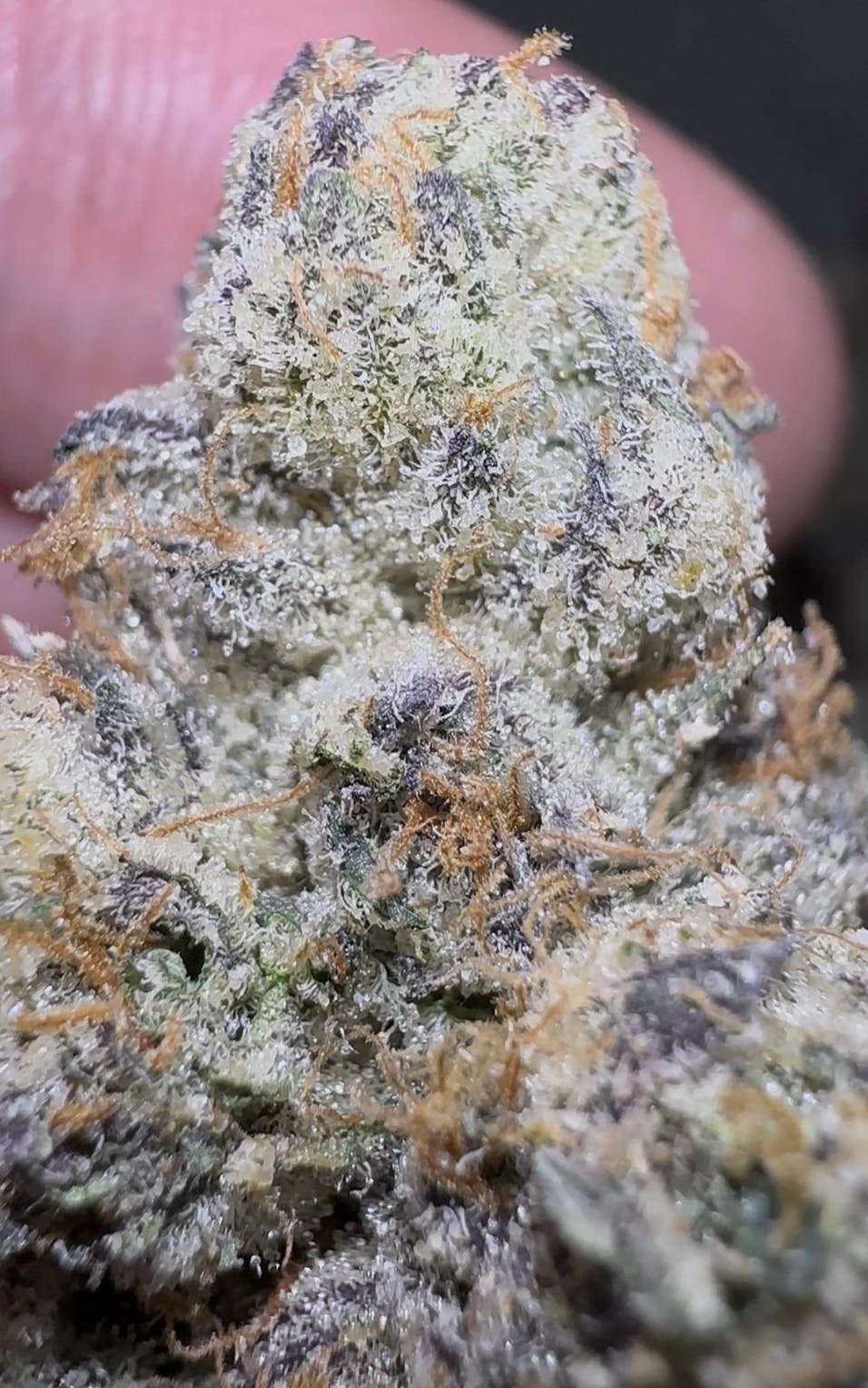 Oklahoma Outlawz - Oklahoma Outlawz | Outlaw Runtz | Big Buds | 28g - 1