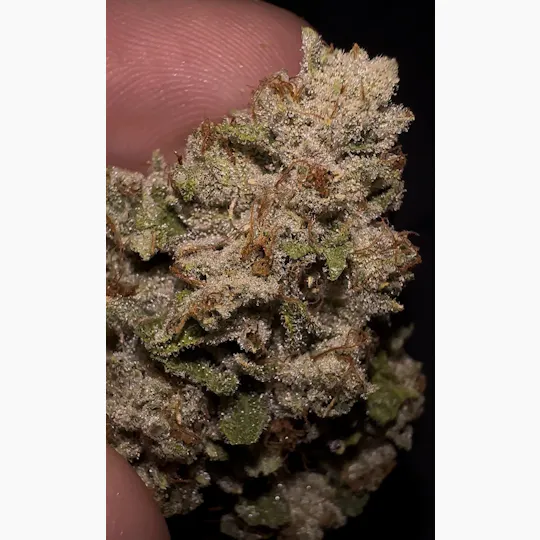 Oklahoma Outlawz - Oklahoma Outlawz | Malibu Pure Kush | Big Buds | 3.5g - 1