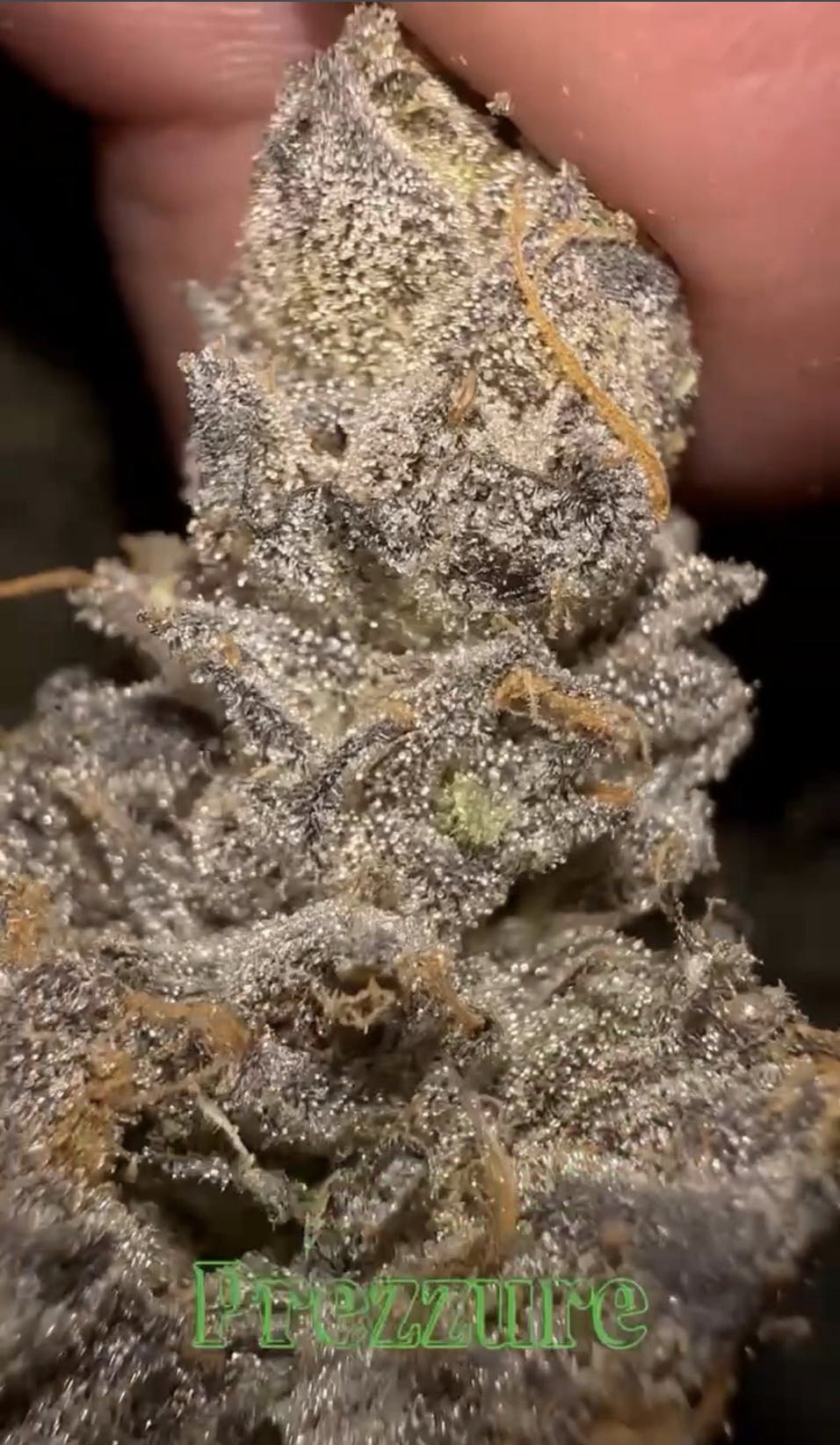 Oklahoma Outlawz - Oklahoma Outlawz | Prezzure | Big Buds | 3.5g - 1