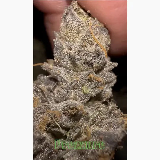 Oklahoma Outlawz - Oklahoma Outlawz | Prezzure | Big Buds | 3.5g - 1