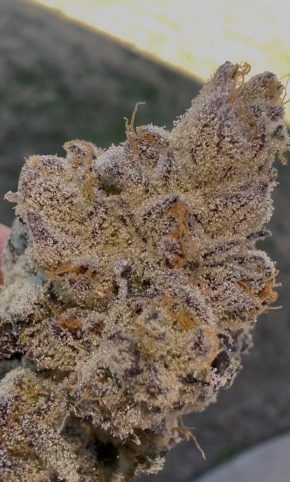 Oklahoma Outlawz - Oklahoma Outlawz | Rainbow Berries | Big Buds | 3.5g - 1