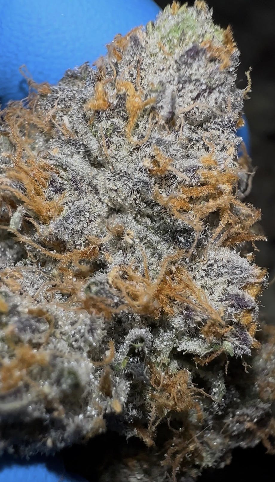 Oklahoma Outlawz - Oklahoma Outlawz | Strawberry Zkittles | Big Buds | 3.5g - 1