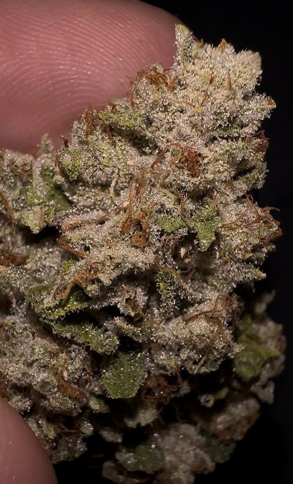 Oklahoma Outlawz - Oklahoma Outlawz | Malibu Pure Kush | Smalls | 7g - 1