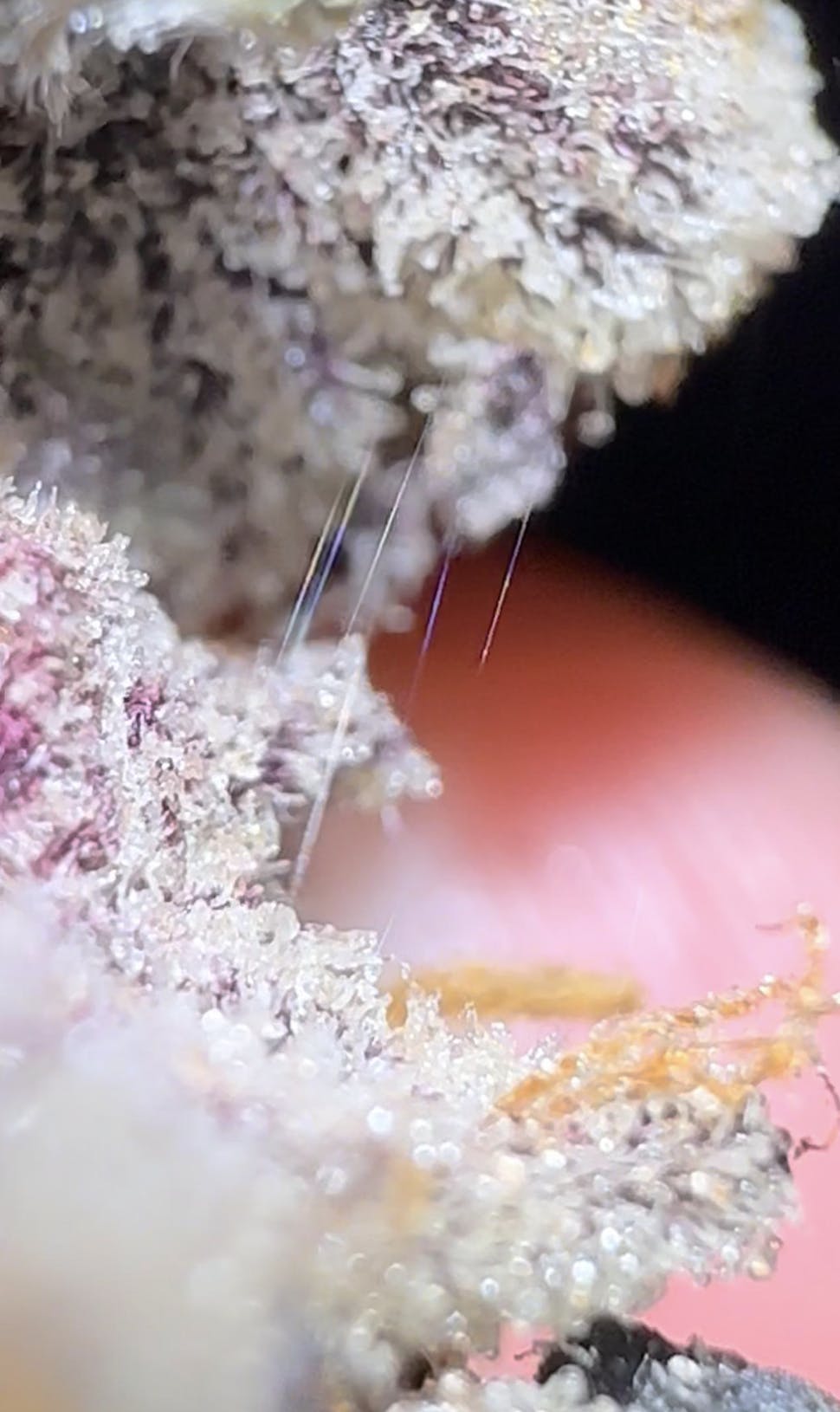 Oklahoma Outlawz - Oklahoma Outlawz | Crunch Berries | Big Buds | 3.5g - 1