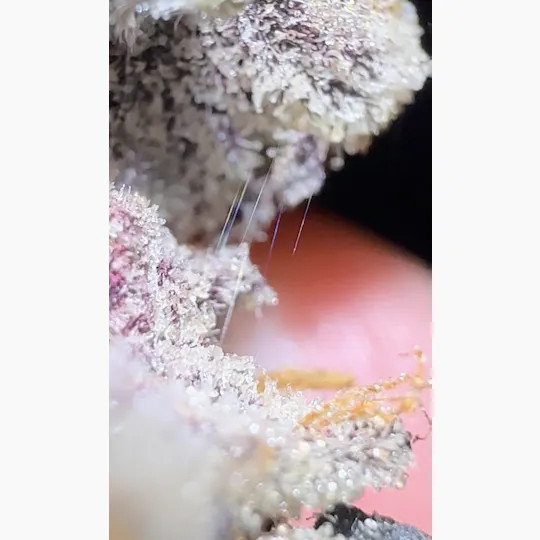 Oklahoma Outlawz - Oklahoma Outlawz | Crunch Berries | Big Buds | 3.5g - 1