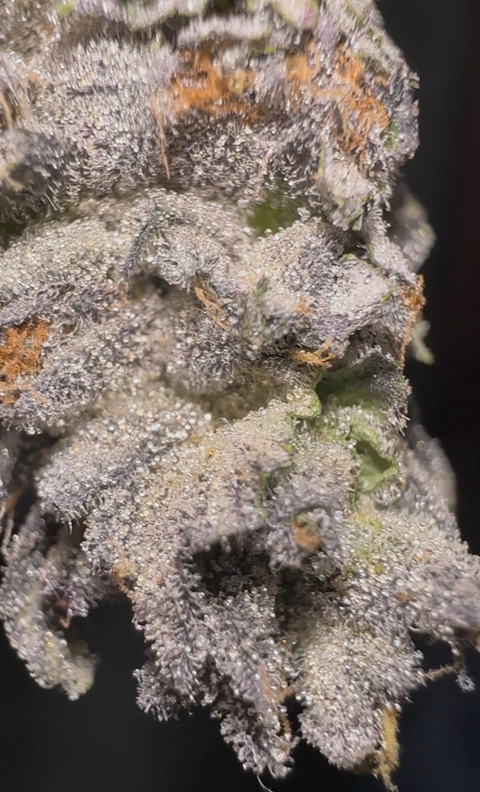 Oklahoma Outlawz - Oklahoma Outlawz | G.A.Z. | Big Buds | 28g - 1