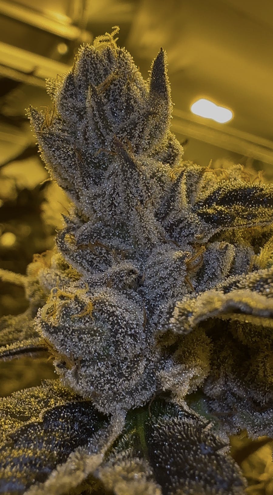 Oklahoma Outlawz - Oklahoma Outlawz | Gassius Clay | Big Buds | 3.5g - 1