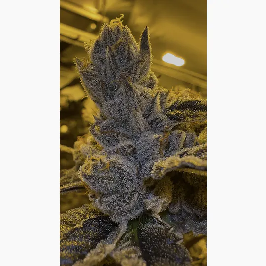 Oklahoma Outlawz - Oklahoma Outlawz | Gassius Clay | Big Buds | 3.5g - 1