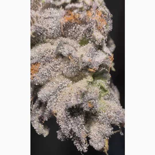 Oklahoma Outlawz - Oklahoma Outlawz | G.A.Z. | Big Buds | 3.5g - 1