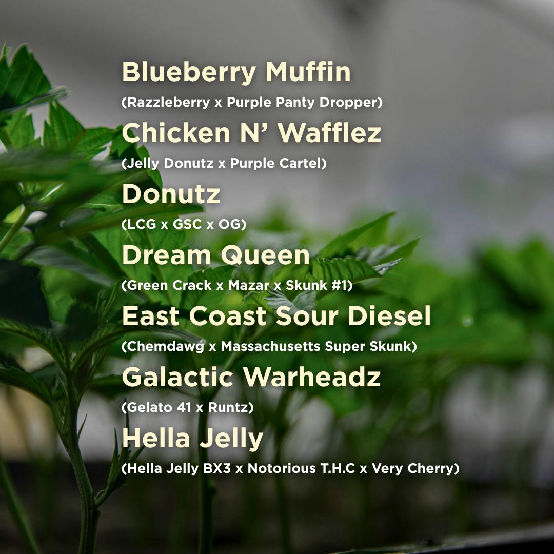 Terp Valley Farms - Seedlings & Clones - 1
