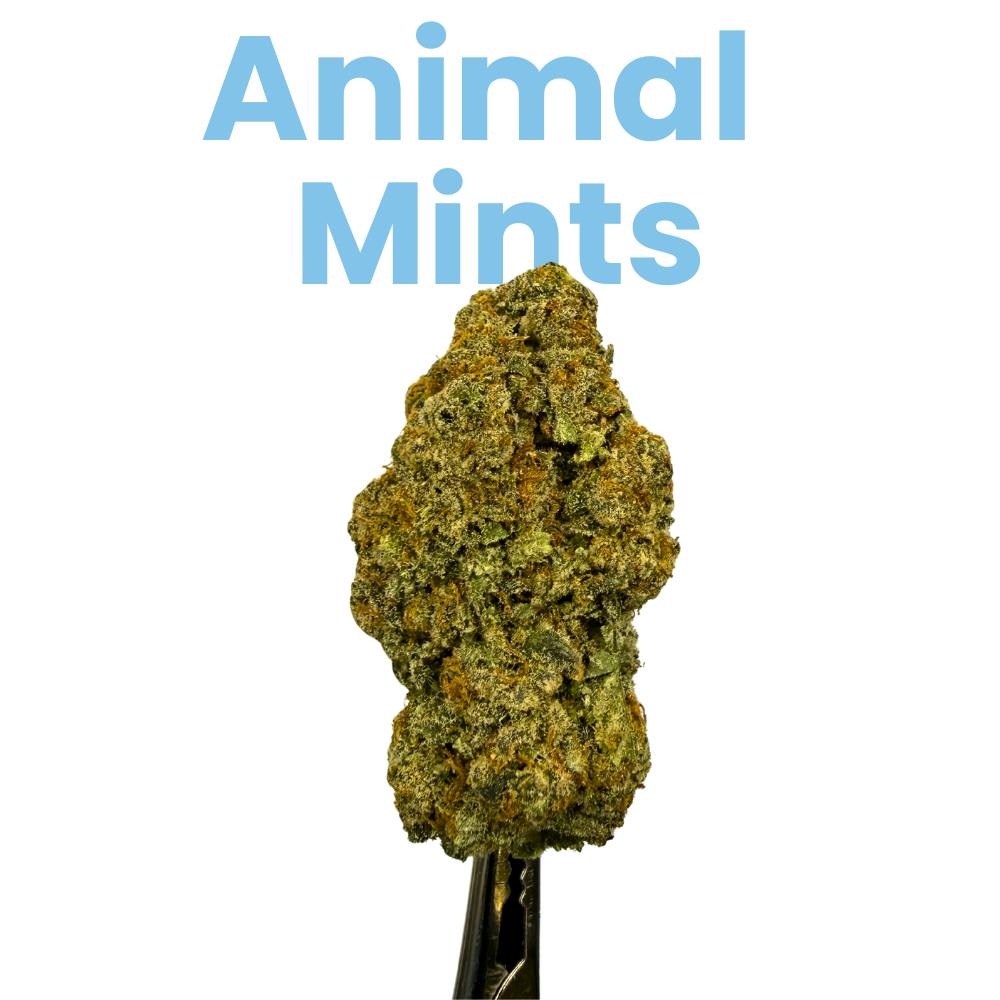 Jive - Jive Animal Mints 28g - 1