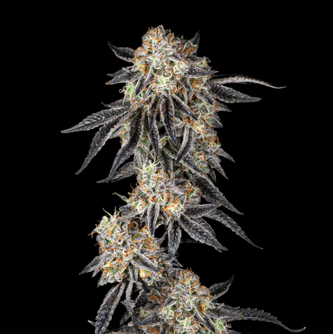 Wojo Co - Wojo Co | Malibu Marsha - Live Rosin | 1g - 1