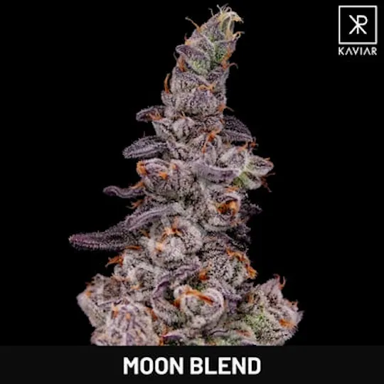 Kaviar - Kaviar | Moon Blend | Big Buds | 1g - 1