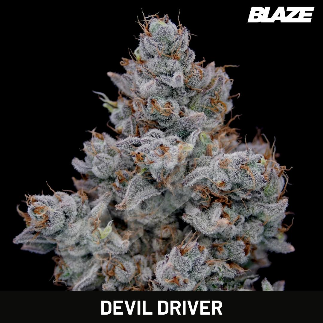 Kaviar - Kaviar | Devil Driver | Infused Big Buds | 3g - 1