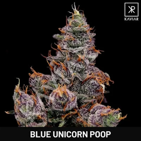 Kaviar - Kaviar | Blue Unicorn Poop | Infused Big Buds | 3g - 1