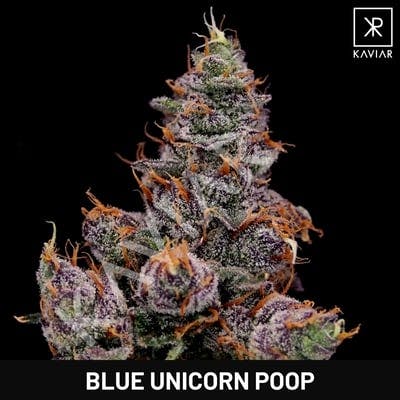 Kaviar - Kaviar | Blue Unicorn Poop | Infused Joint | 1.5g - 1