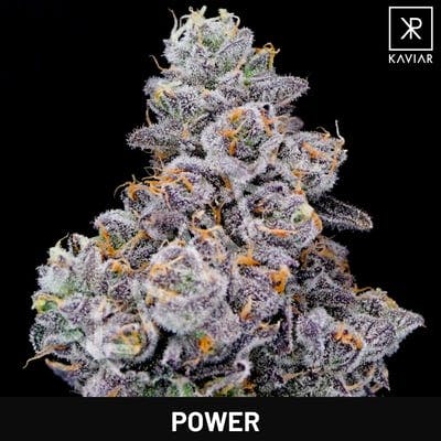 Kaviar - Kaviar | Power | Big Buds | 3.5g - 1