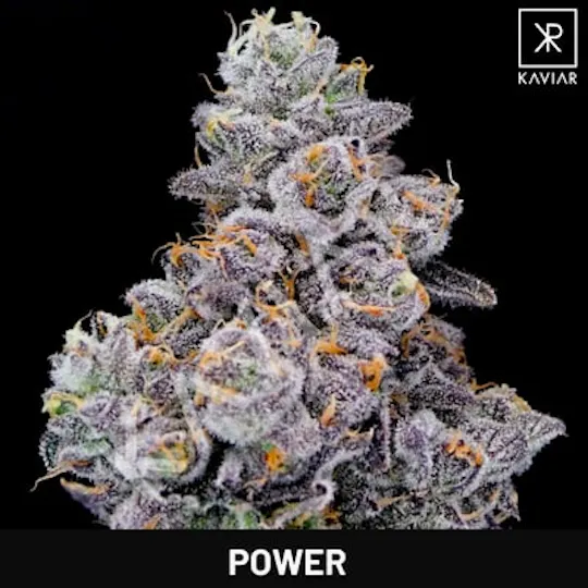 Kaviar - Kaviar | Power | Big Buds | 3.5g - 1