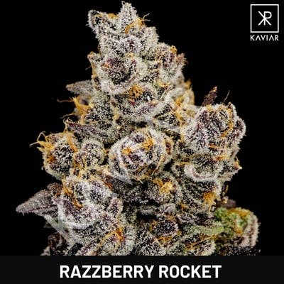 Kaviar - Kaviar | Razzberry Rocket | Infused Ground | 3.5g - 1