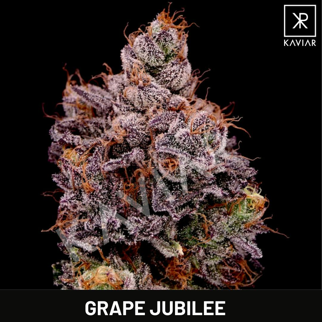 Kaviar - Kaviar | Grape Jubilee | Infused Joint | 1.5g - 1