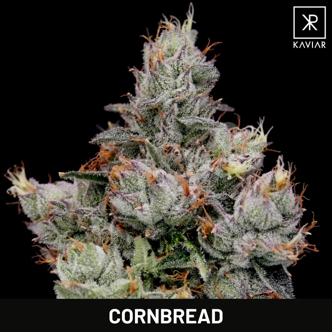 Kaviar - Kaviar | Cornbread | Infused Joint | 1.5g - 1
