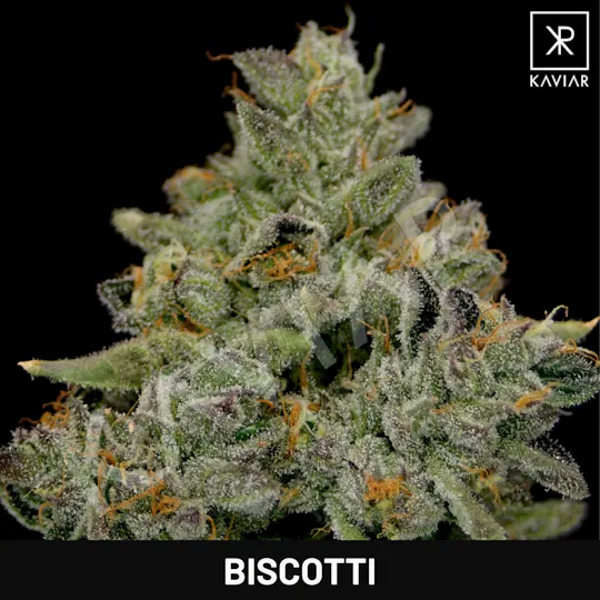 Kaviar - Kaviar | Biscotti | Big Buds | 1g - 1