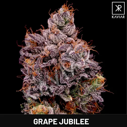 Kaviar - Kaviar | Grape Jubilee | Big Buds | 3.5g - 1