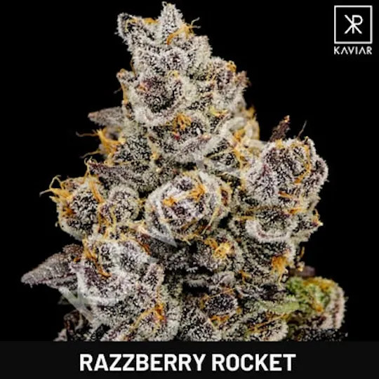 Kaviar - Kaviar | Razzberry Rocket | Infused Joints | 0.6g ea | 5pk - 1