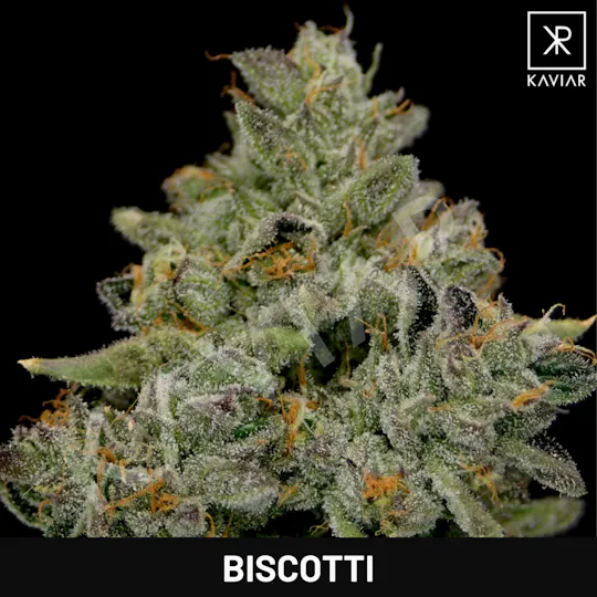 Kaviar - Kaviar | Biscotti | Infused Big Buds | 1g - 1