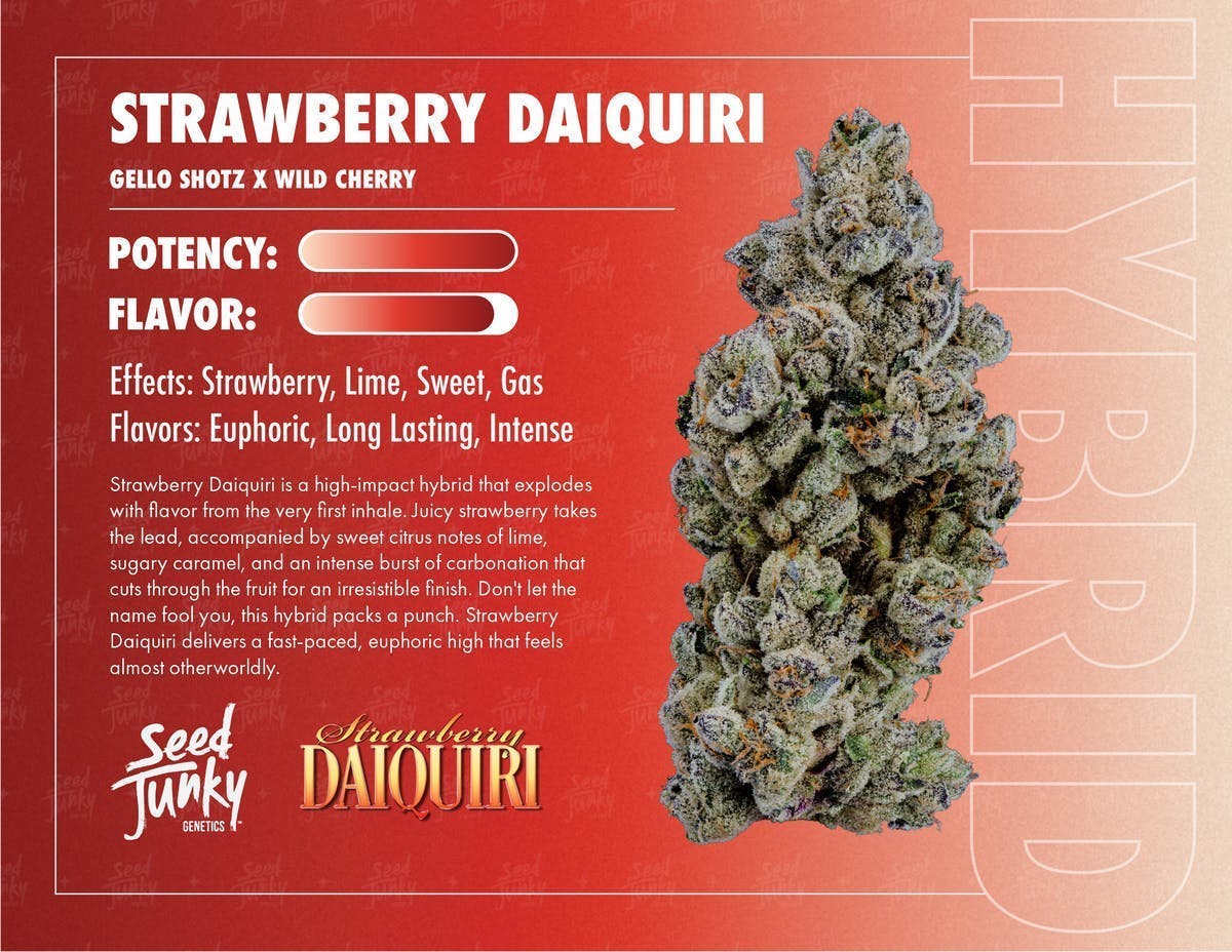 Seed Junky - Strawberry Daiquiri Jar | Big Buds | 3.5g - 1