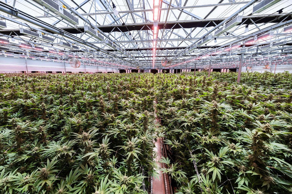 Quiet Kings - Quiet Kings Pipe Dream 3.5g Mixed Light Flower - Sativa - 1